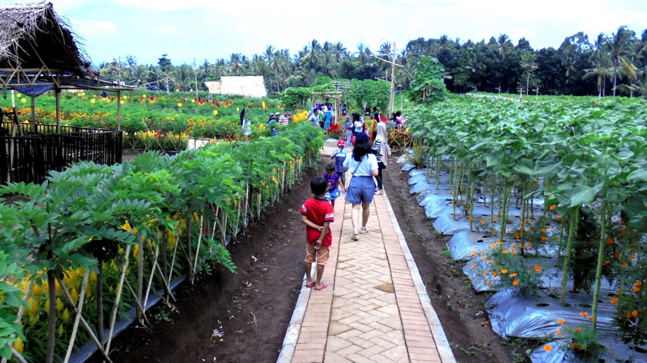 Agro & Sawah Edukatif