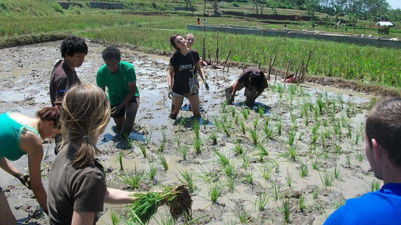 Edukasi Pertanian Desa