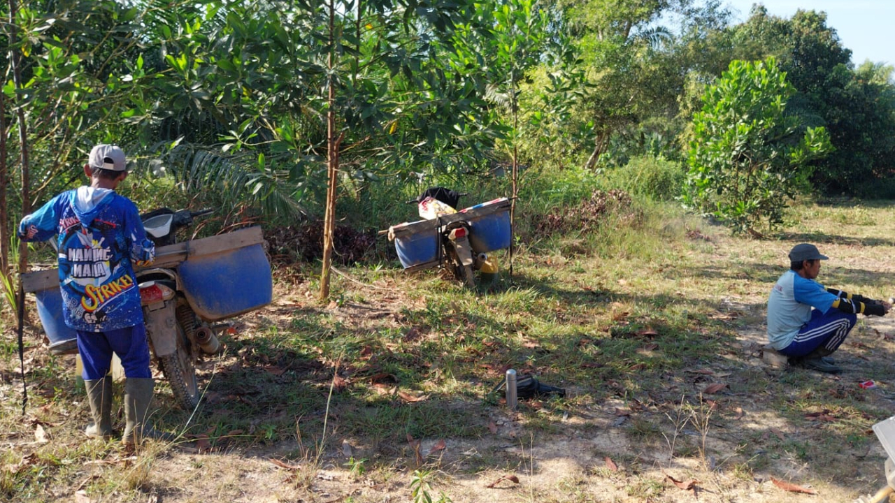 Gotong Royong Bersihkan Lapangan, Desa Beringin Jaya dan Karang Taruna Sambut HUT Kemerdekaan RI ke-81