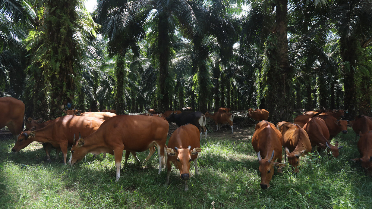 Peternakan Sapi Desa Karya Mukti