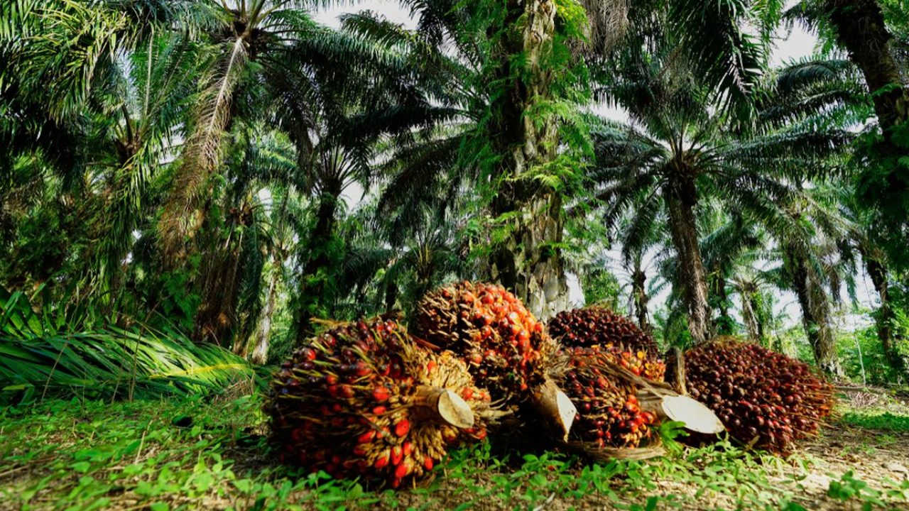 Perkebunan Kelapa Sawit