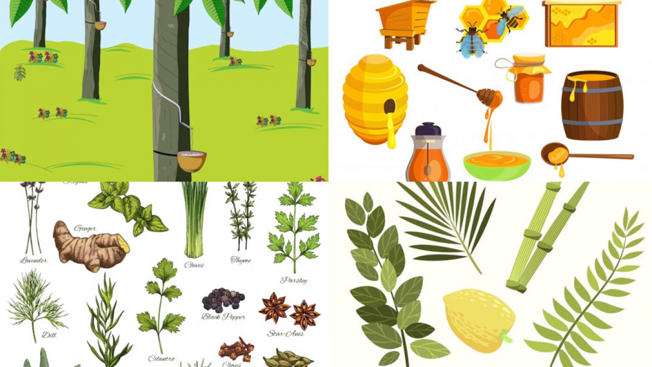 Hasil Hutan dan Produk Non-Kayu