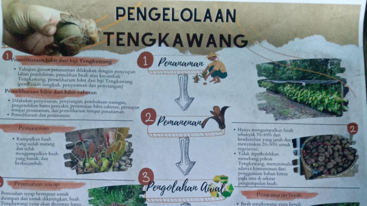 Buah Tengkawang