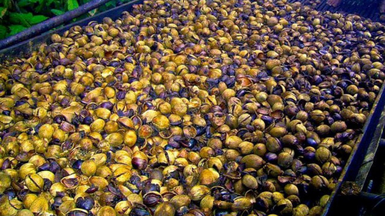 Budidaya Buah Ara