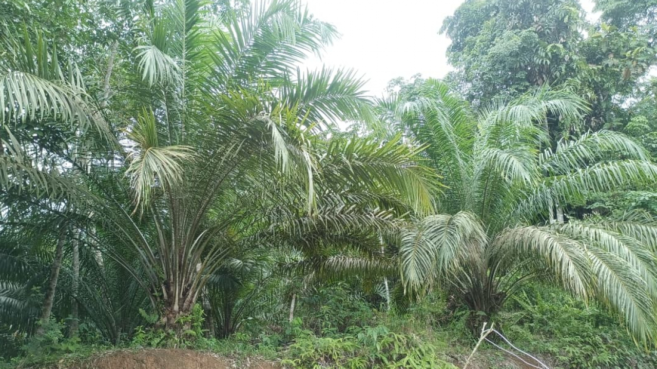PERKEBUNAN