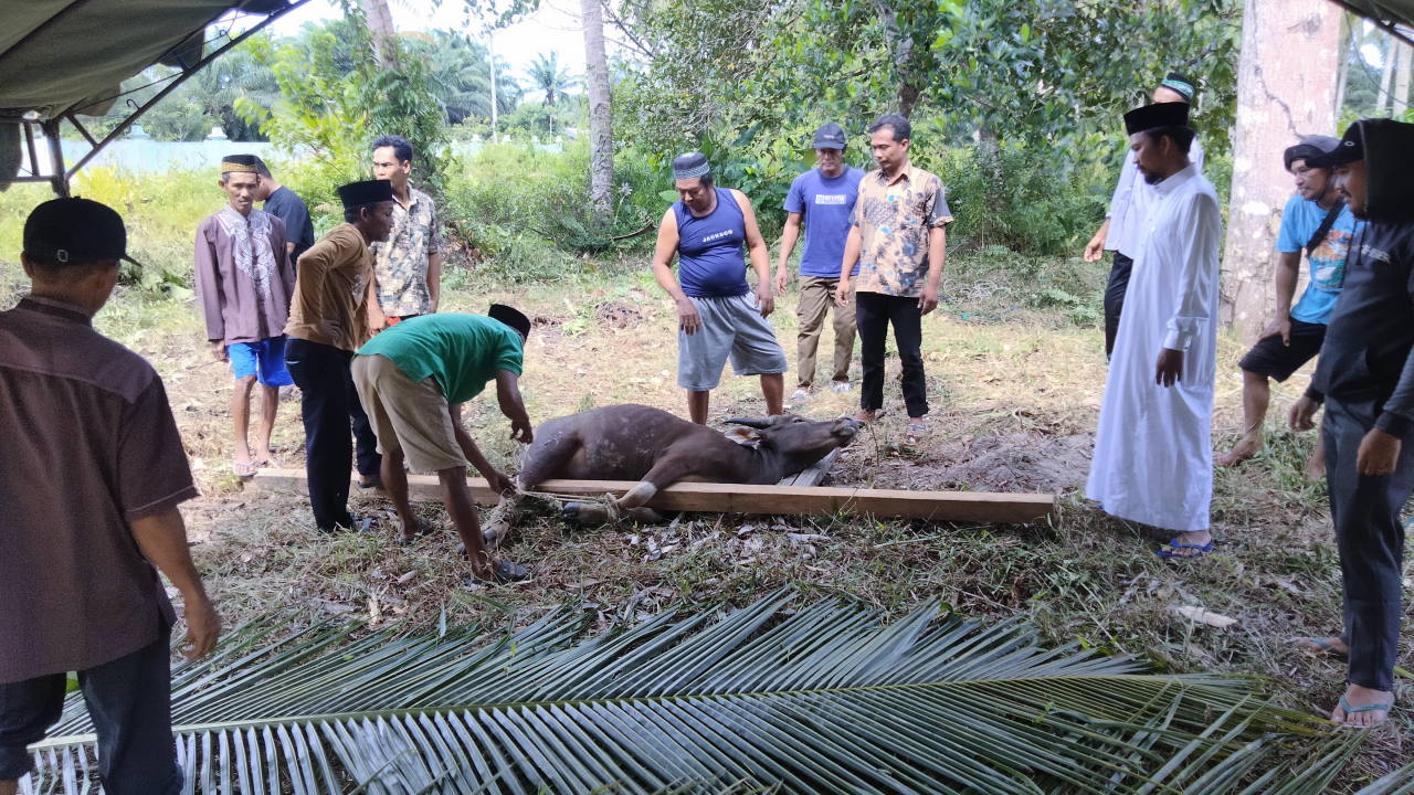 Pemotongan dan Pembagian Hewan Kurban di Desa Sabuai
