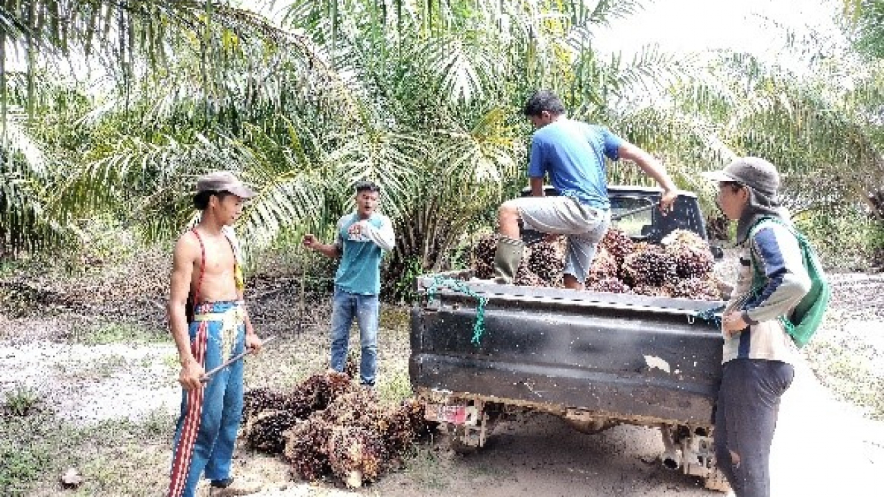 Perkebunan (Kelapa dan Kelapa Sawit)