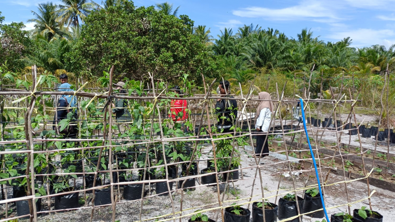 Peningkatan Ketahanan Pangan Keluarga di Desa Sabuai Melalui Program Rumah Pangan Lestari