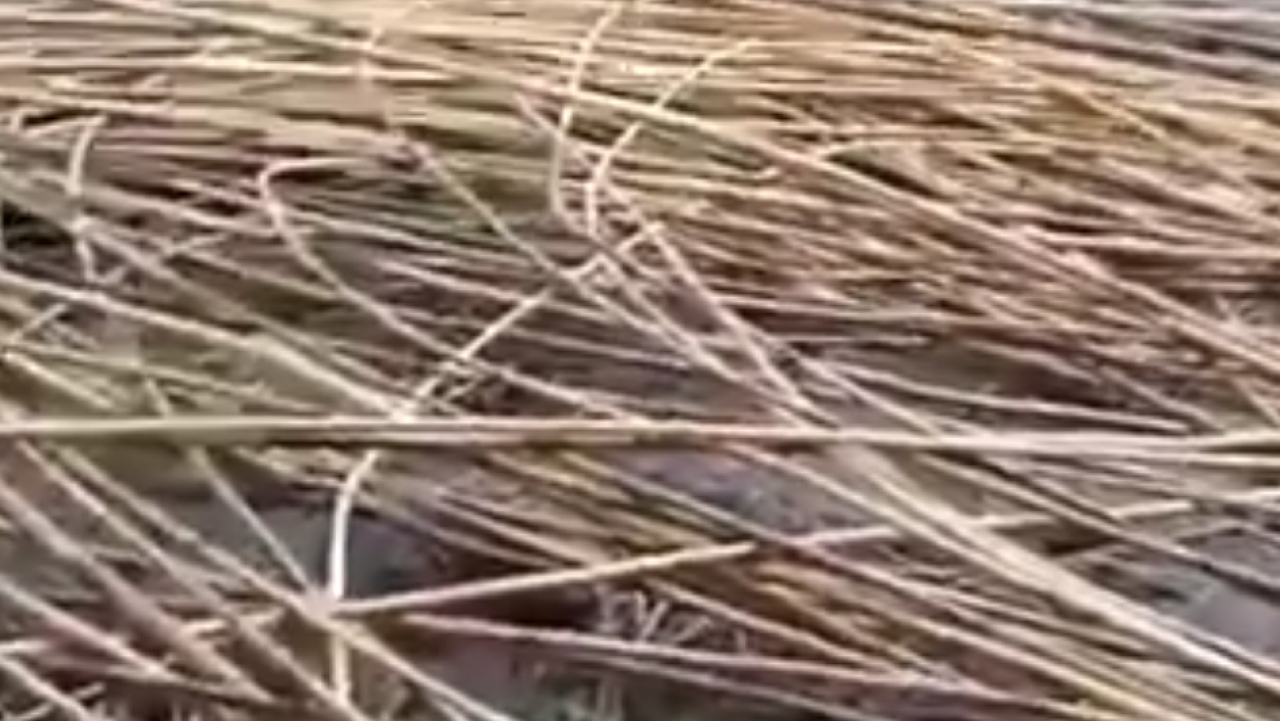 Rotan Desa Janggi