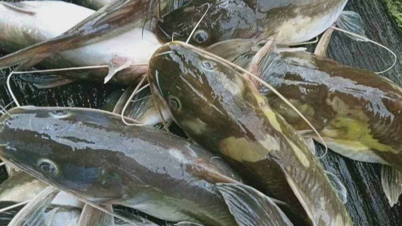 Ikan