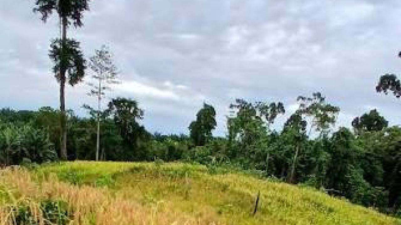 Padi Gunung Sei Liju