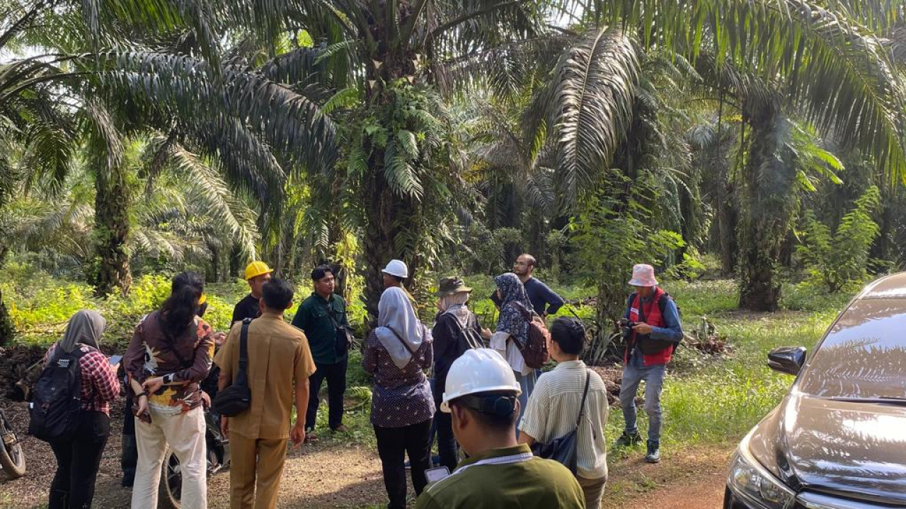 Meningkatkan Keberlanjutan: Potensi Sertifikasi Kelapa Sawit untuk Masa Depan yang Lebih Baik