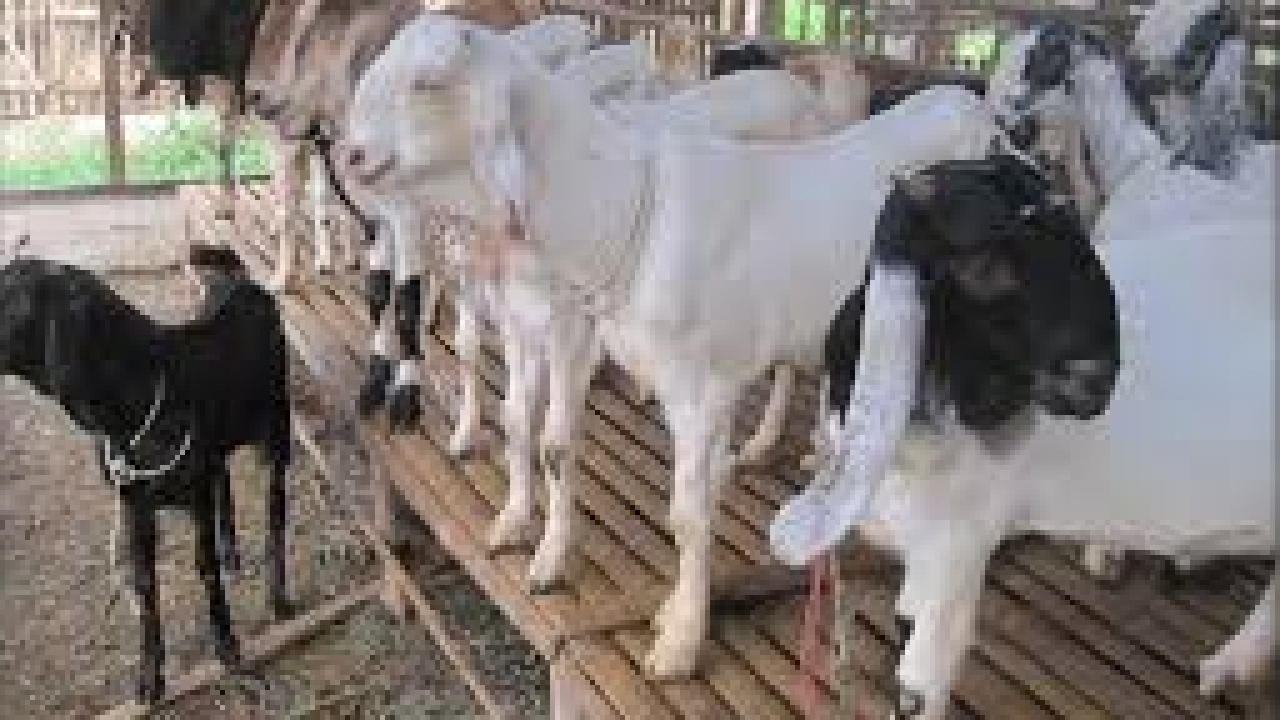 Desa Suka Makmur: Potensi dan Prospek Pengembangan Peternakan Kambing