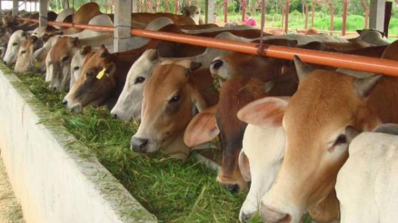Mengembangkan Potensi Peternakan Sapi di Desa Suka Makmur