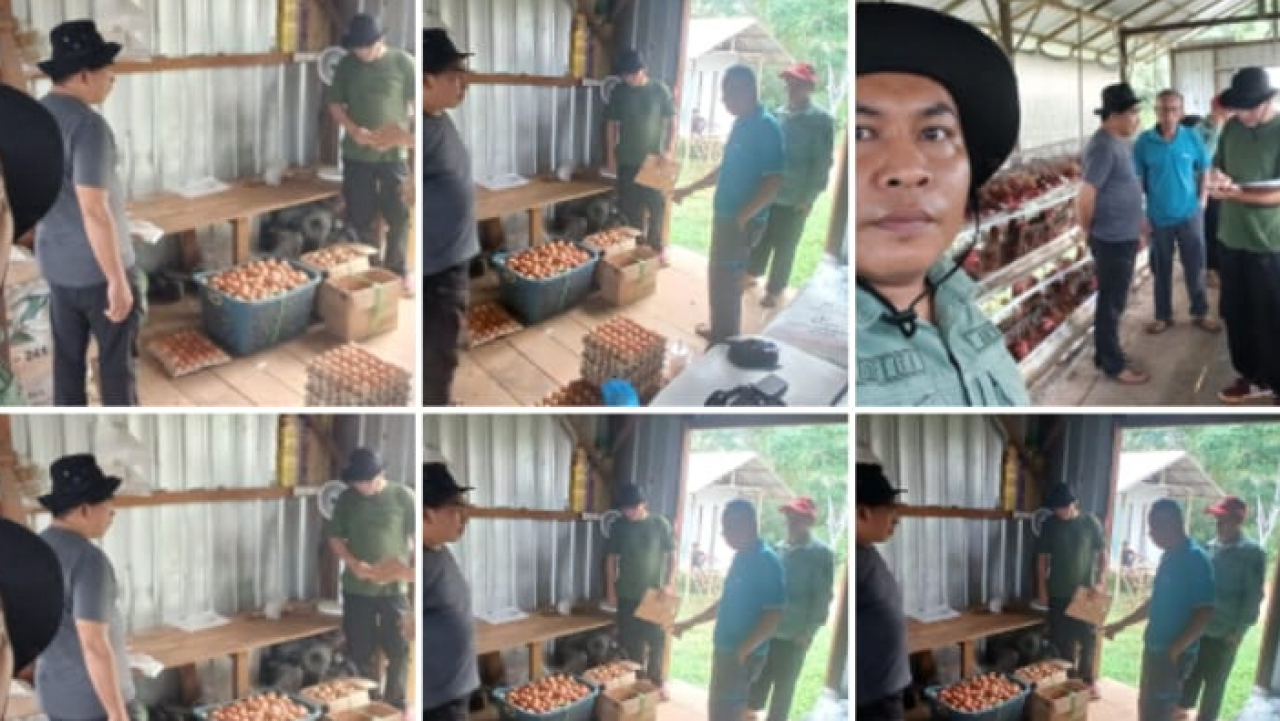 Dinas Pantau Produksi Telur Desa Sembuluh Satu