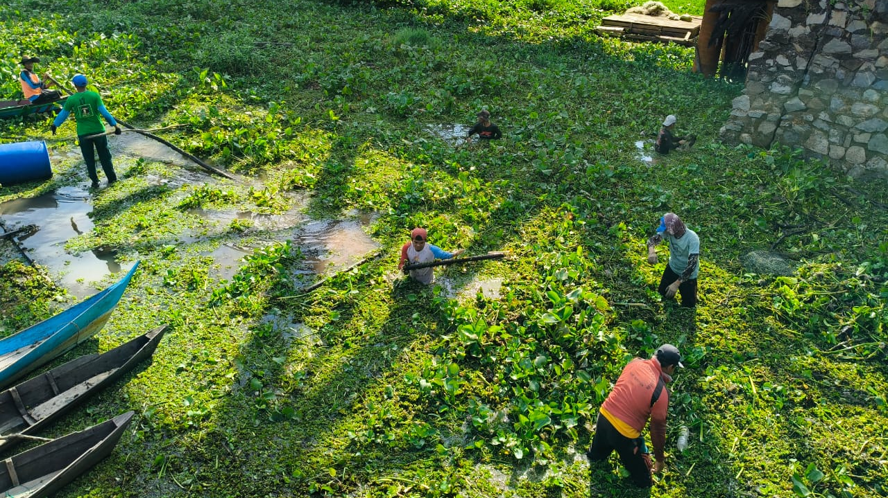 Pembersihan Eceng Gondok di Sungai Rungau Desa Terawan