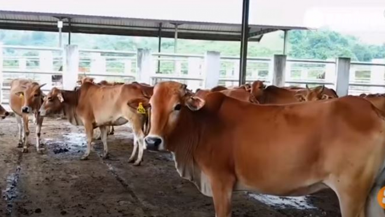 Peternakan Sapi di Desa Terawan
