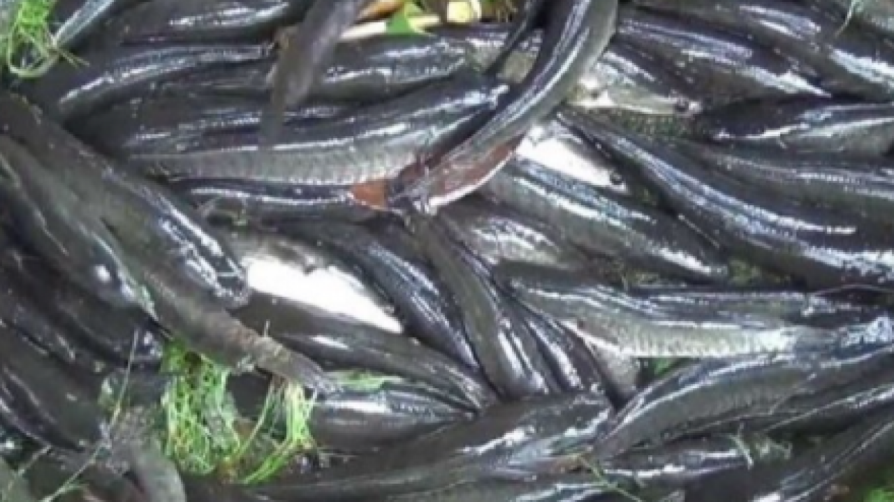 Menggali Potensi Desa Terawan: Keramba Ikan Gabus untuk Kesejahteraan Masyarakat