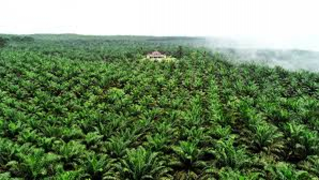 Harapan di Tengah Kebun Sawit: Eksplorasi Potensi Desa Terawan, Seruyan