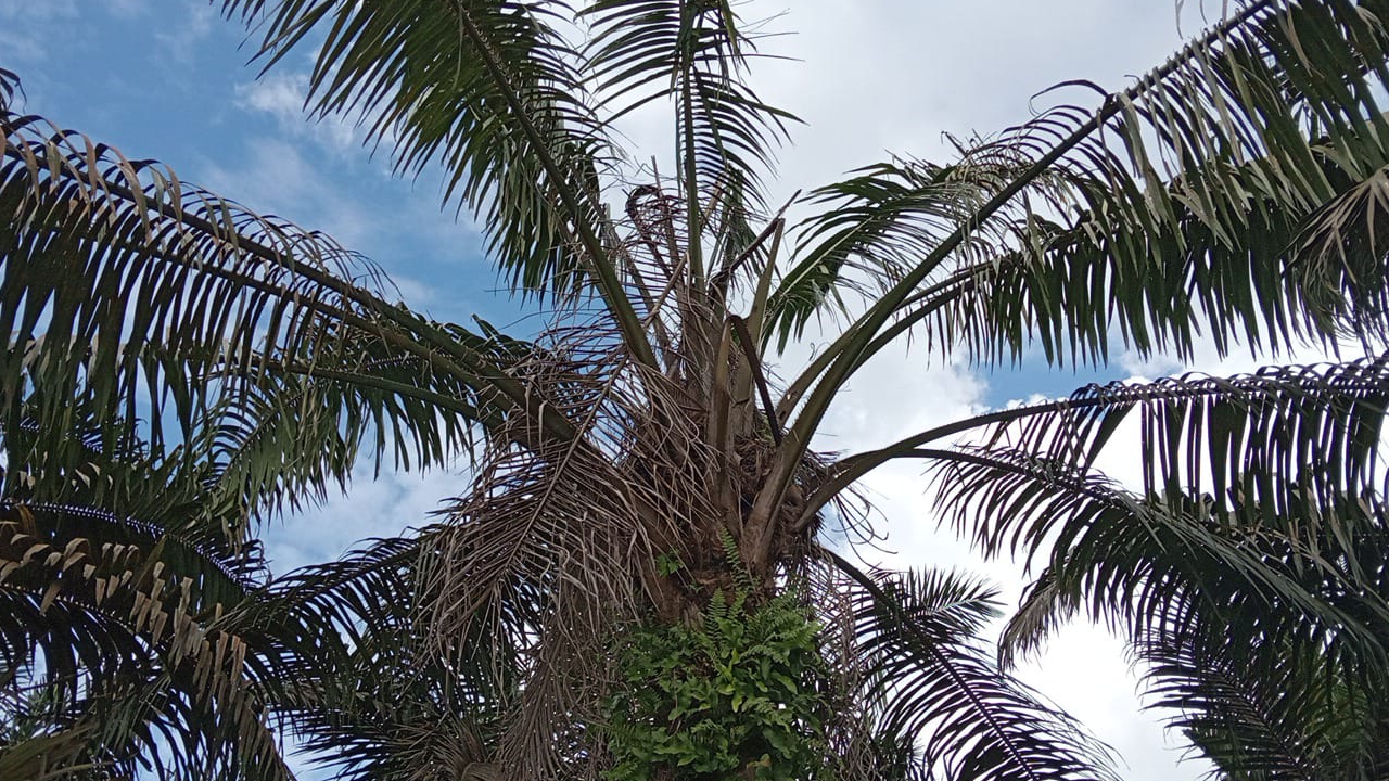 Hama Kumbang Tanduk Serang Kebun Petani Kelapa Sawit di Desa Terawan