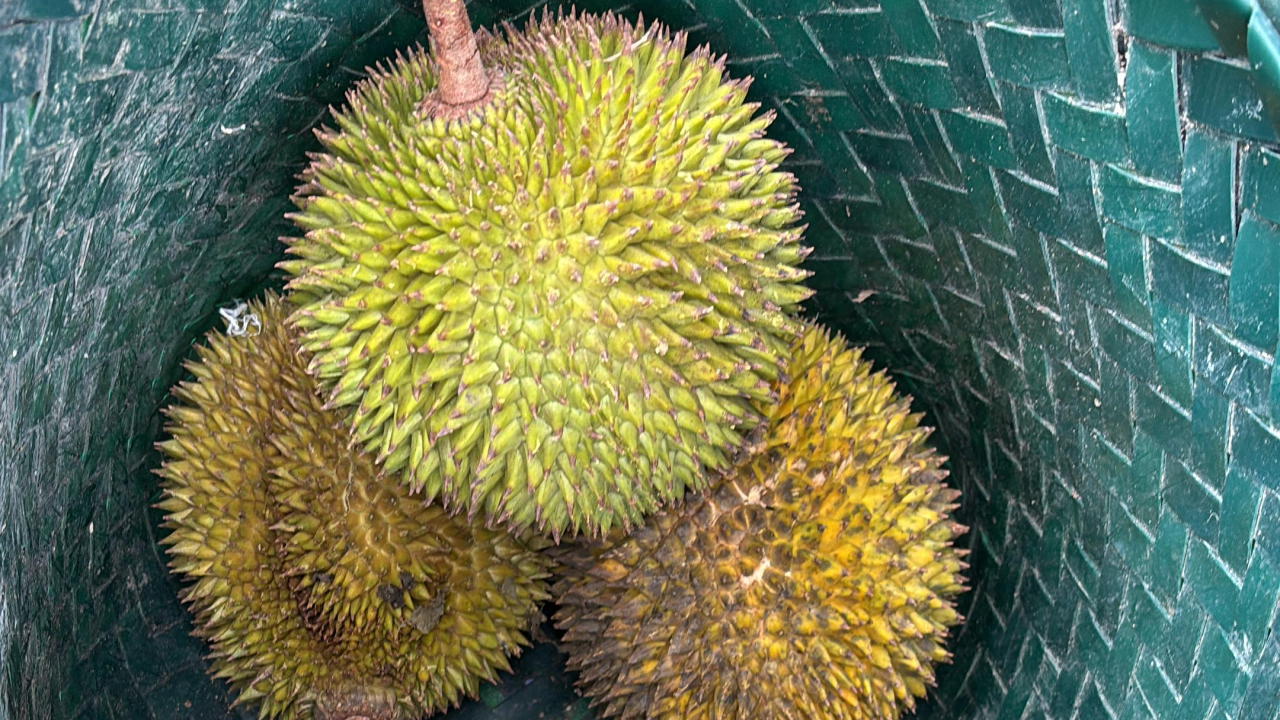 Buah Durian Kapar Hulu