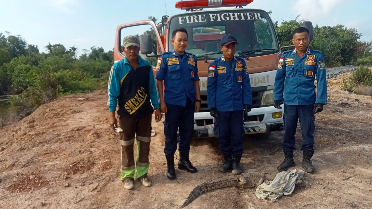 Penangkapan Buaya Muara di Tambak Warga Desa Gunung Besar