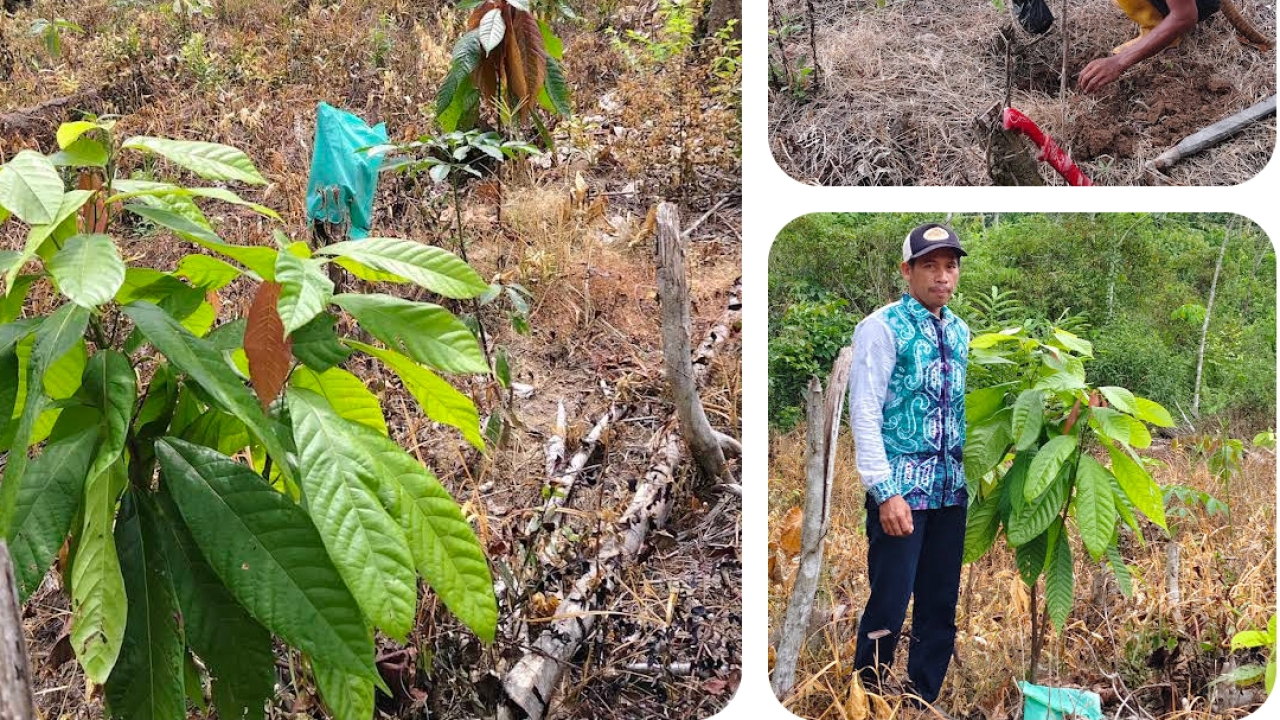 Kebun Kakao
