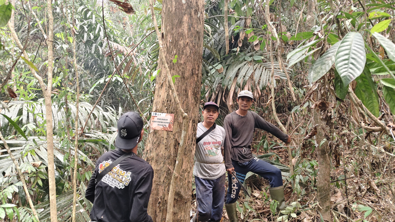 Kelompok Tani Hutan Desa Balida Pasang Plang Pohon Endemik dan Larangan Menebang Pohon