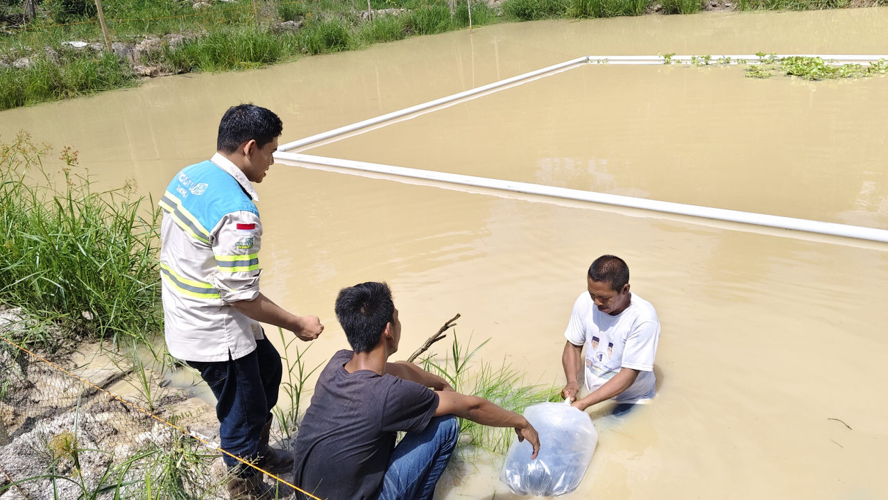 Budidaya perikanan kolam tanah