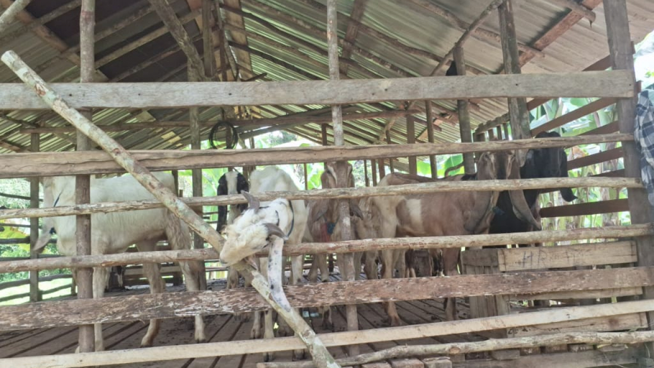 Peternakan Kambing