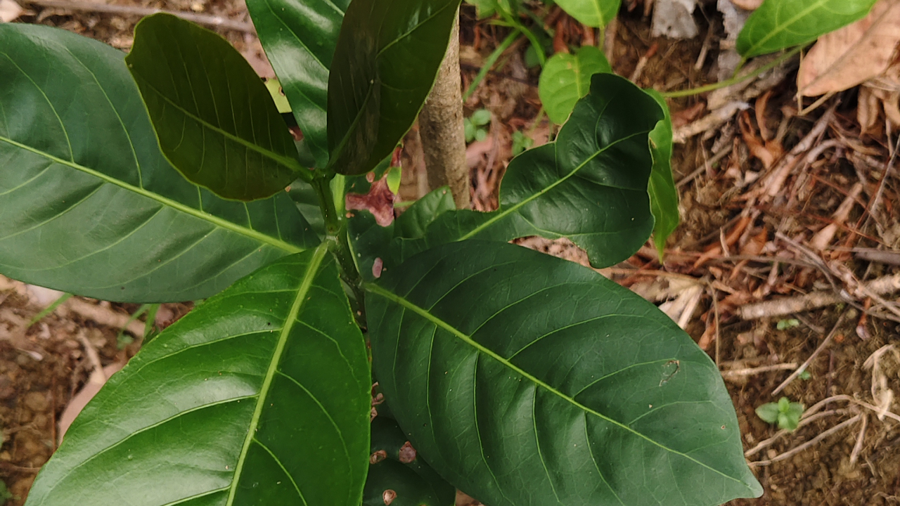 Kebun kopi Rubusta