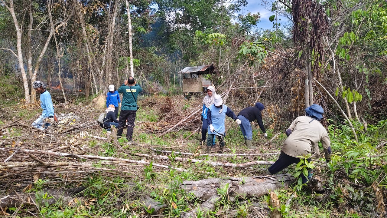 KTH Racah Mampulang Laksanakan Pembersihan Lahan untuk Persiapan Penanaman Bibit Kakao dan Karet