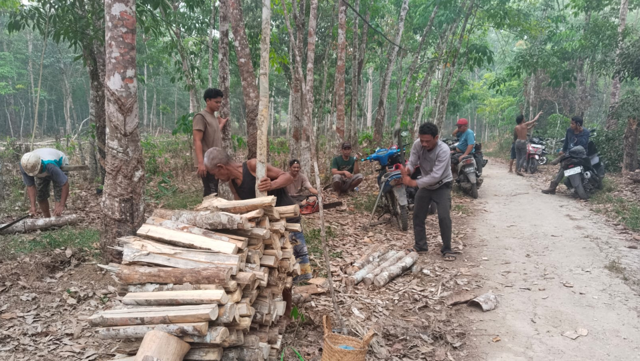 Semangat Gotong Royong Warga Maradap, Bersama Mencari Kayu untuk Haul Abah Guru Sekumpul