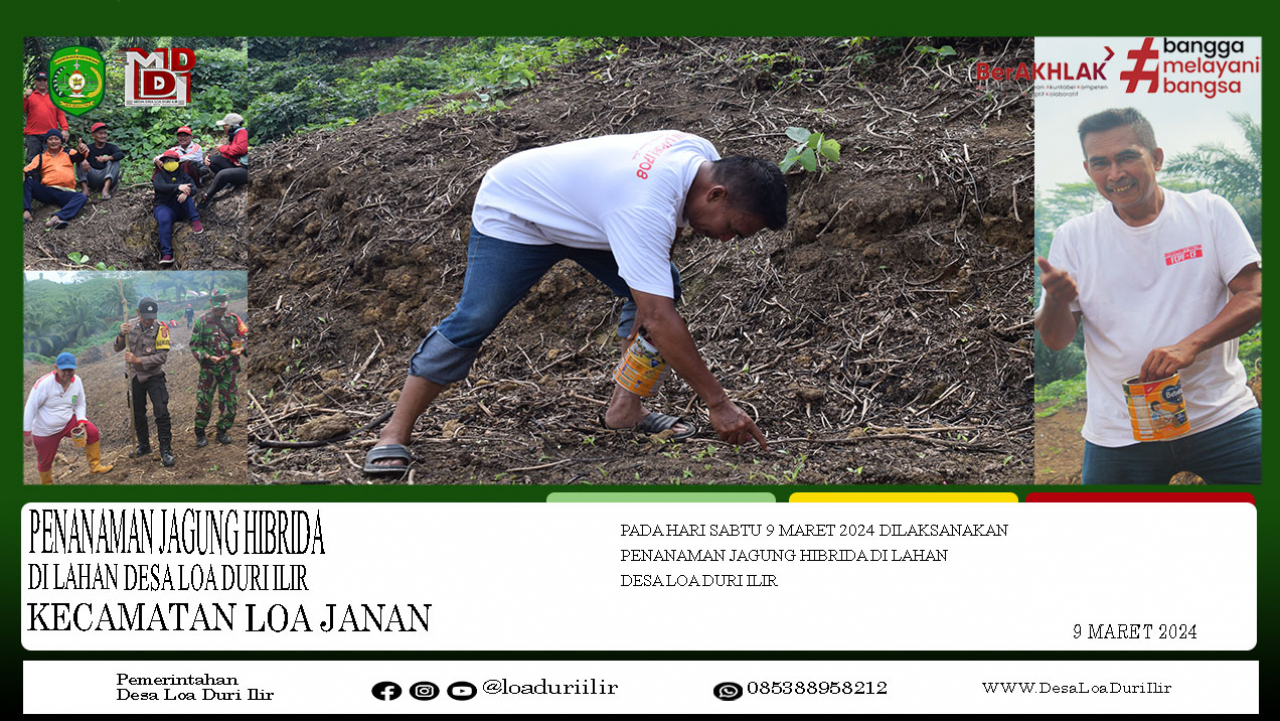 PENANAMAN JAGUNG HIBRIDA DI LAHAN DESA LOA DURI ILIR