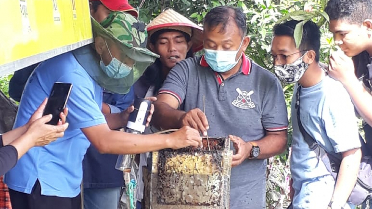 budi daya kelulut