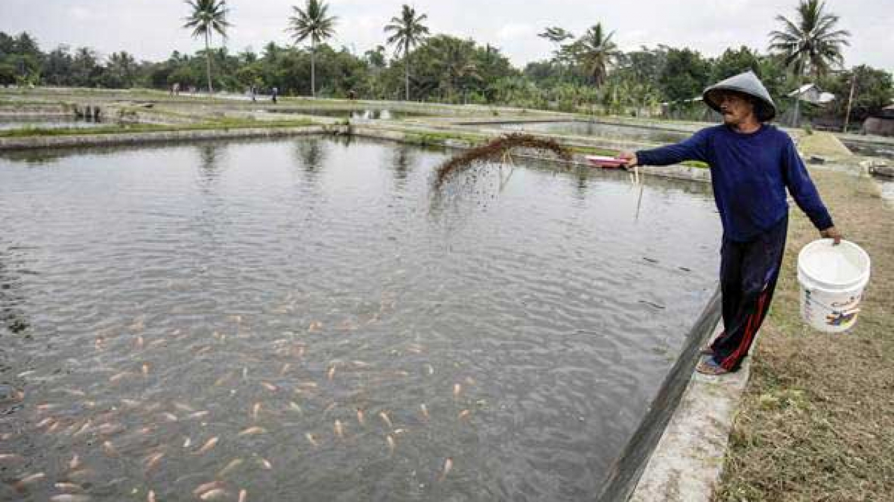 Budidaya Ikan
