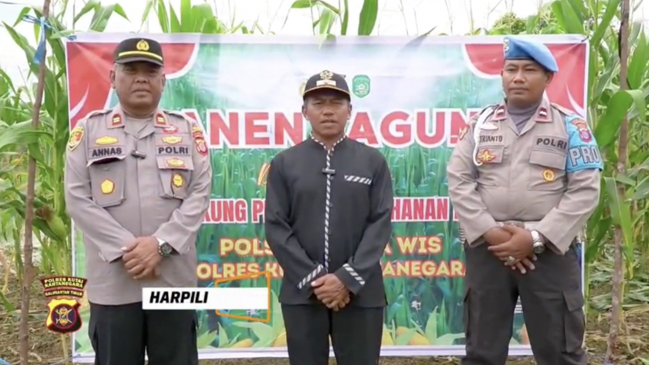 Panen Raya Jagung Kuartal III di Muara Wis: Komitmen Polri Dukung Ketahanan Pangan Nasional Muara Wis, Kukar – Kepolisian Sektor (Polsek) Muara Wis
