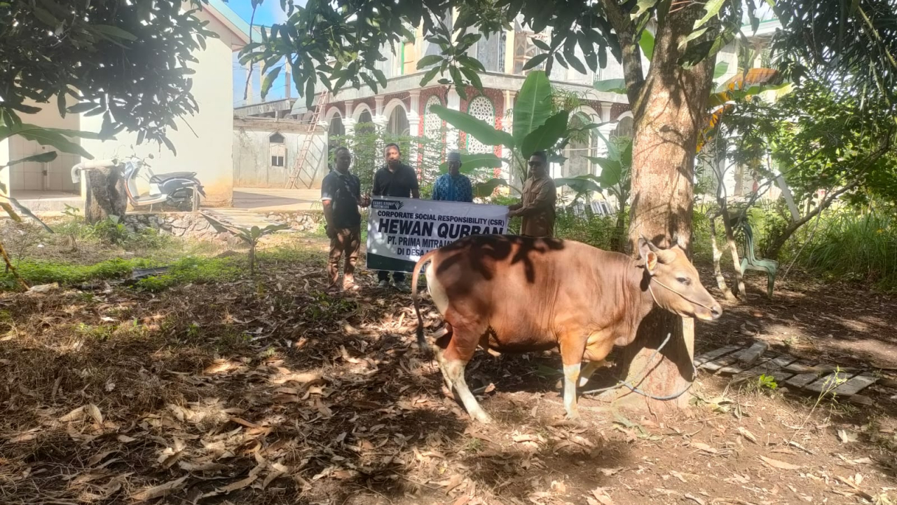 Sapi Kurban dari PT PMM, Lebak Mantan Sambut Idul Adha