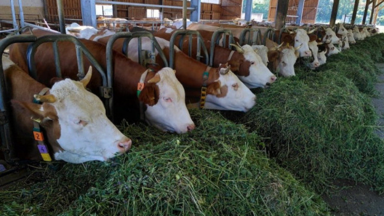 Usaha Penggemukan Sapi