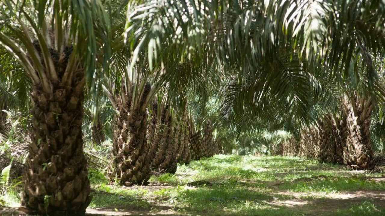 Perkebunan Kelapa Sawit