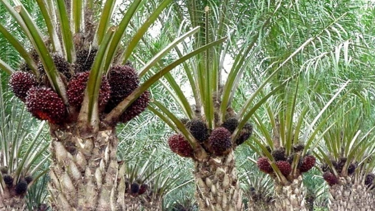 Kelapa Sawit