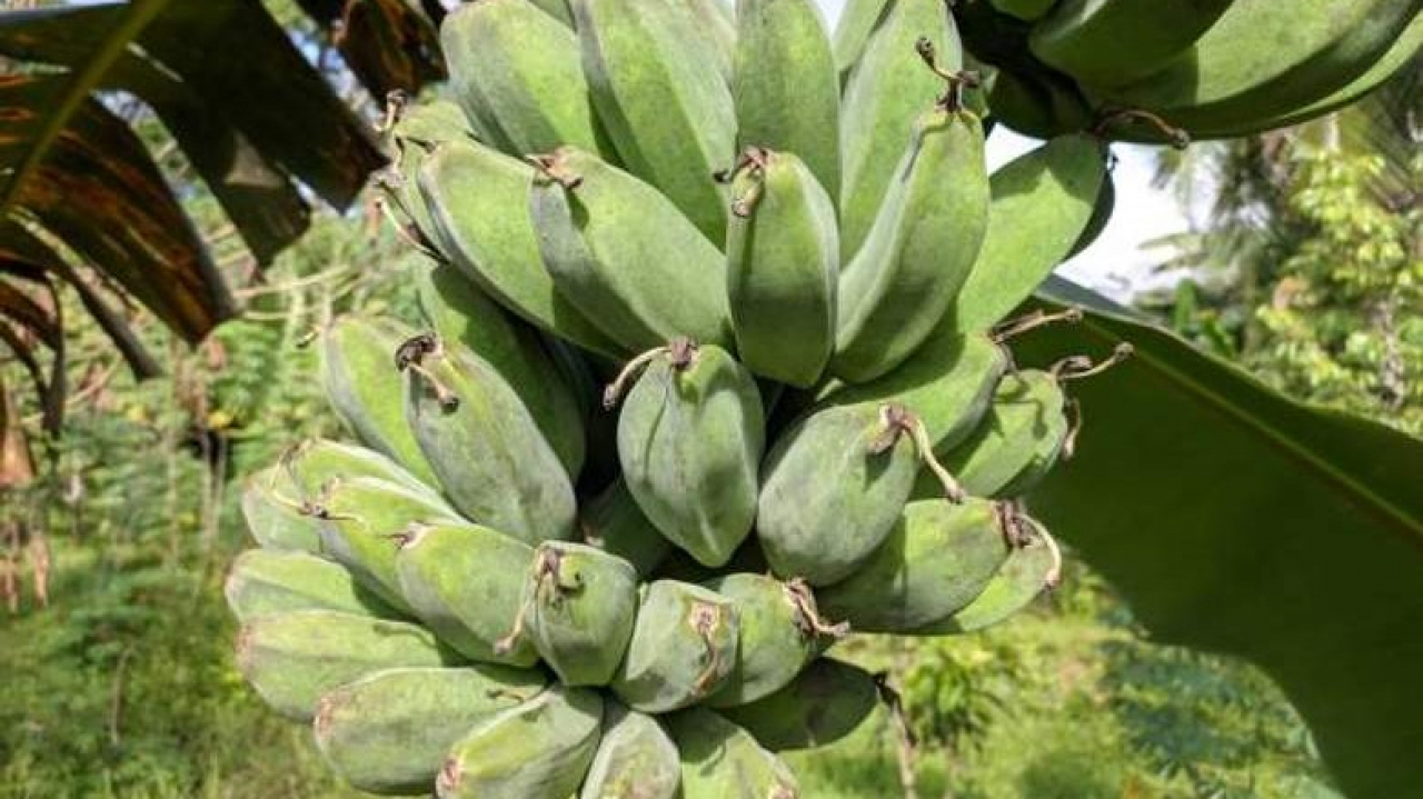 Potensi Desa Selangkau: Surga Pisang Kepok Grecek dari Kutai Timur