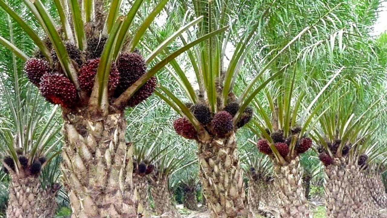 Potensi Perkebunan Kelapa Sawit di Desa Selangkau: Sebuah Analisis Potensial