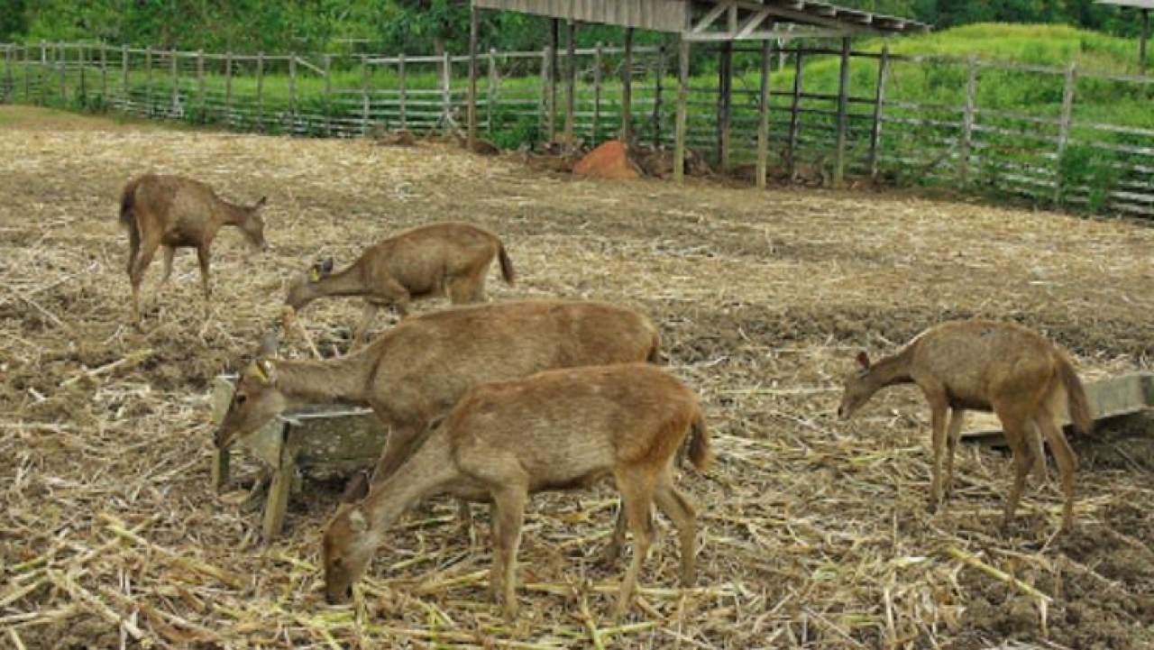 Penangkaran Rusa Penajam