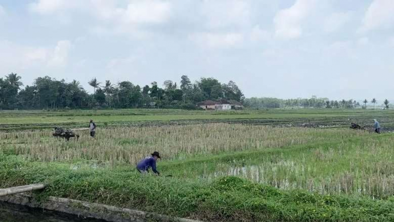 Pertanian & Perkebunan
