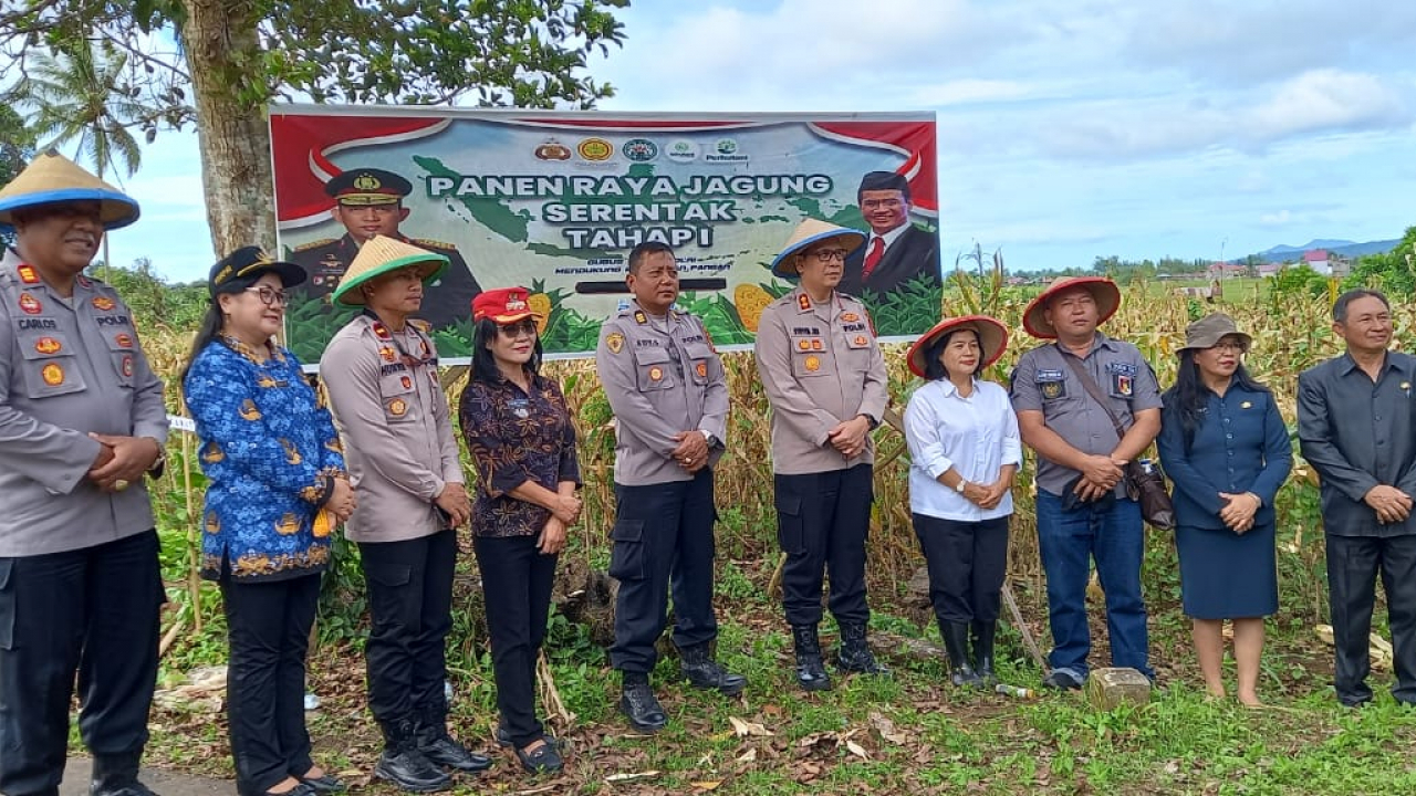 DUKUNG PROGRAM KETAPANG, PEMDES TONSEALAMA BERSAMA KAPOLRES MIANAHASA PANEN JAGUNG