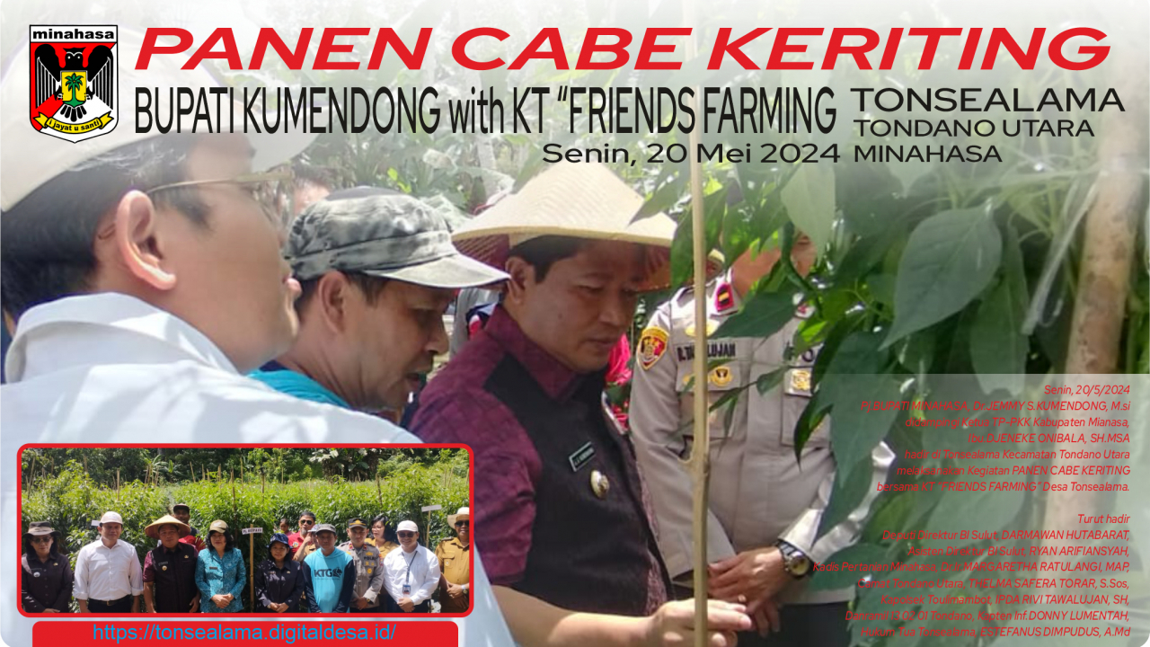 BUPATI KUMENDONG PANEN CABE KERITING BERSAMA KT FRIENDS FARMING TONSEALAMA