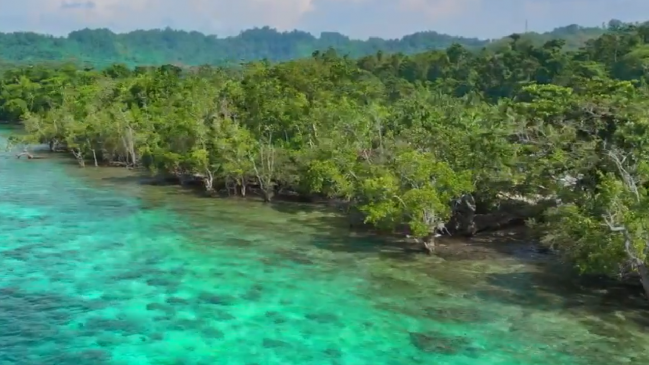 Hutan Mangrove
