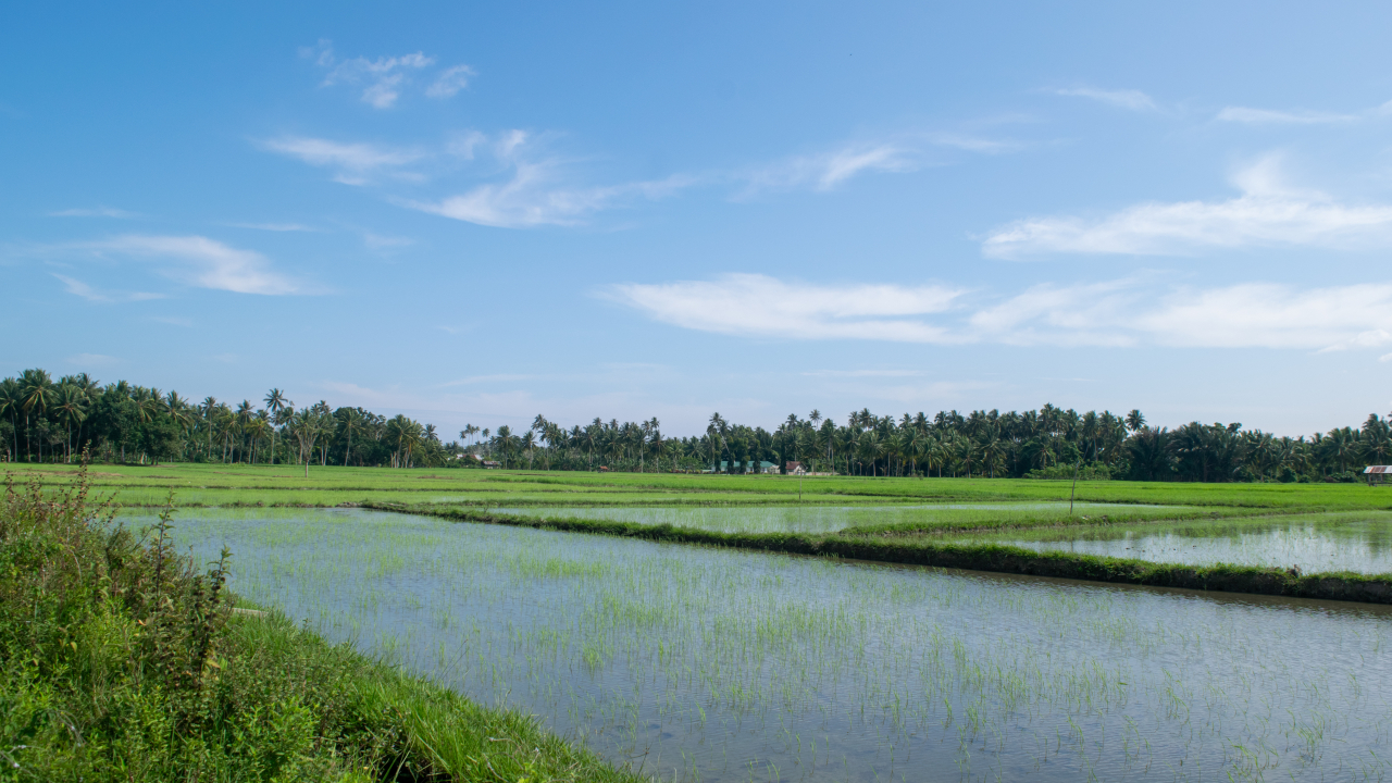 Persawahan