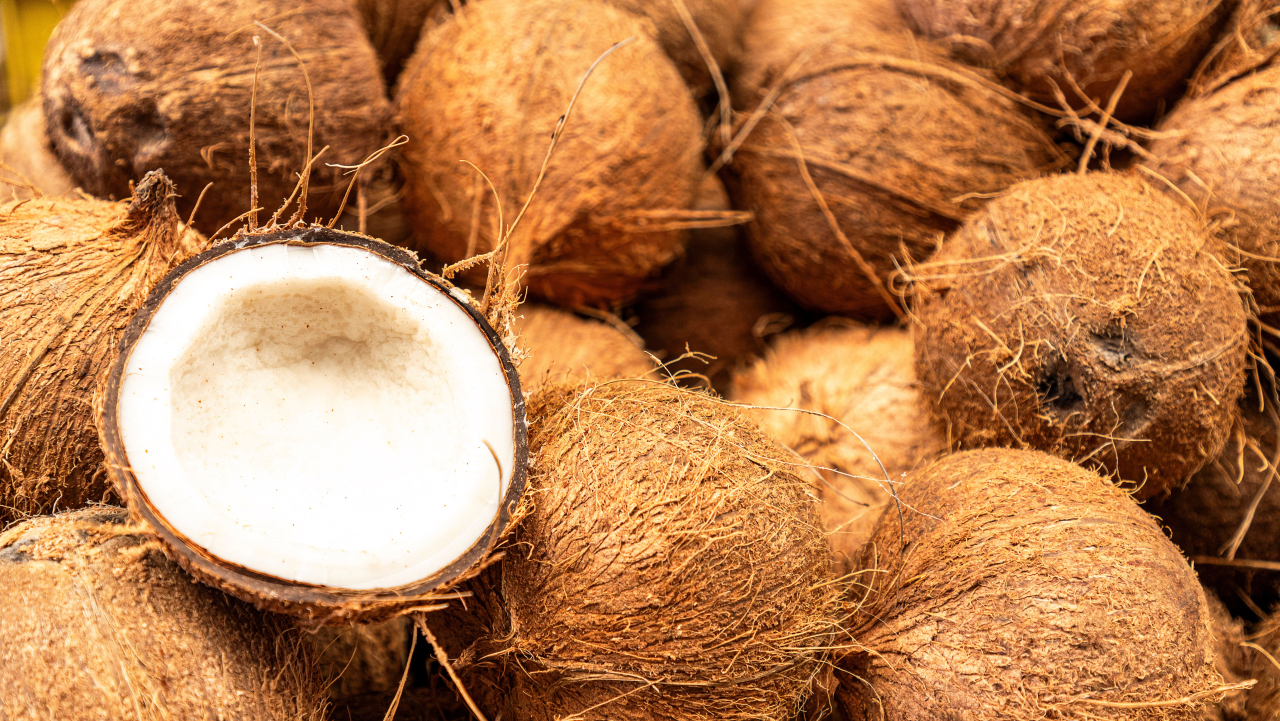 Potensi Perkebunan Kelapa